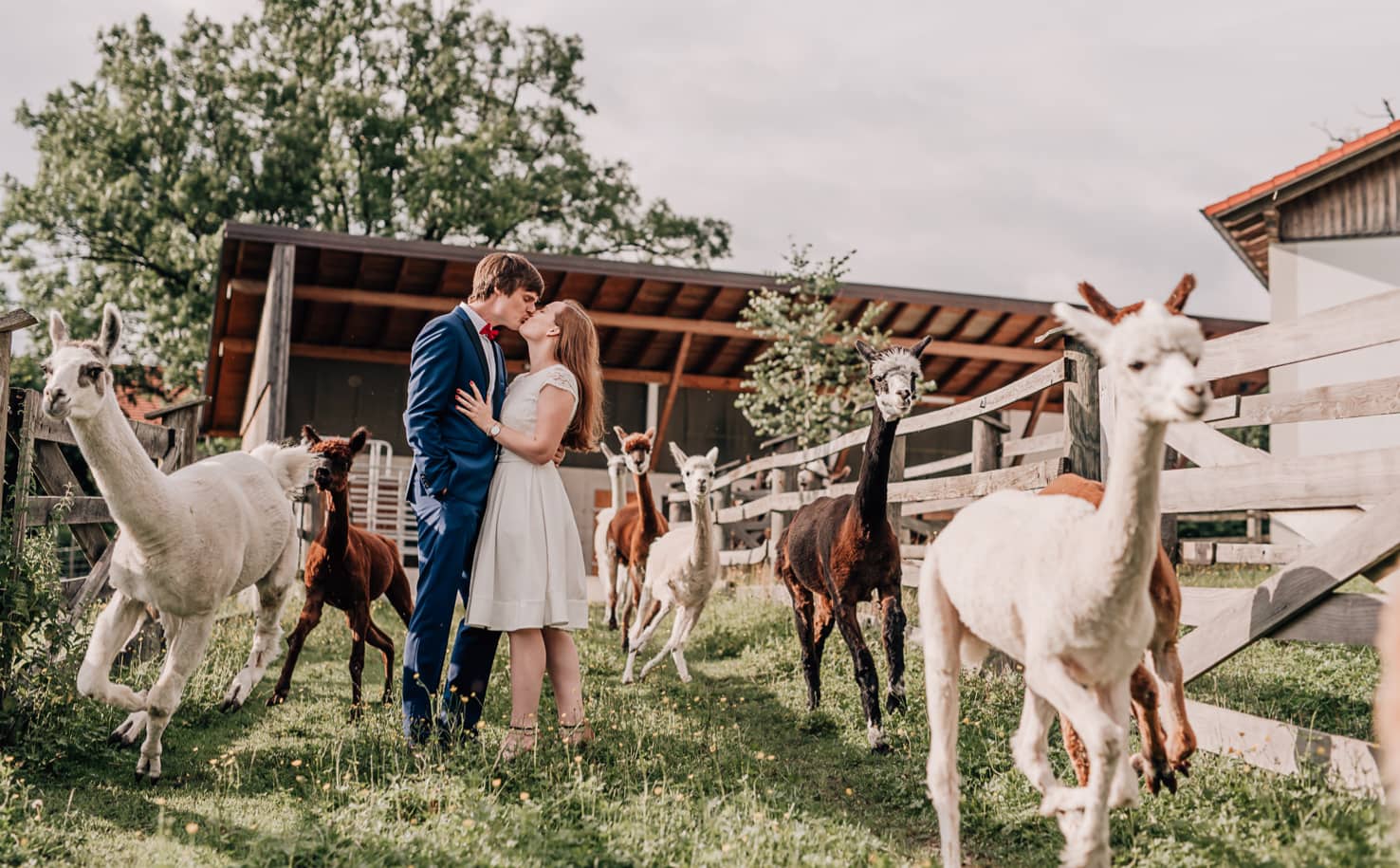 Engagementshooting Paarfotos mit Alpakas und Lamas am Pointnerhof von Fotografenmeisterin Mica Zeitz, München, Ingolstadt, Pfaffenhofen